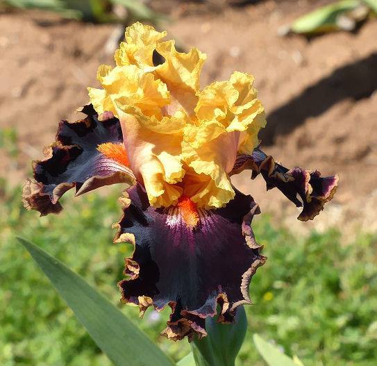 Photo of Tall Bearded Iris (Iris 'Spectacle') uploaded by Misawa77