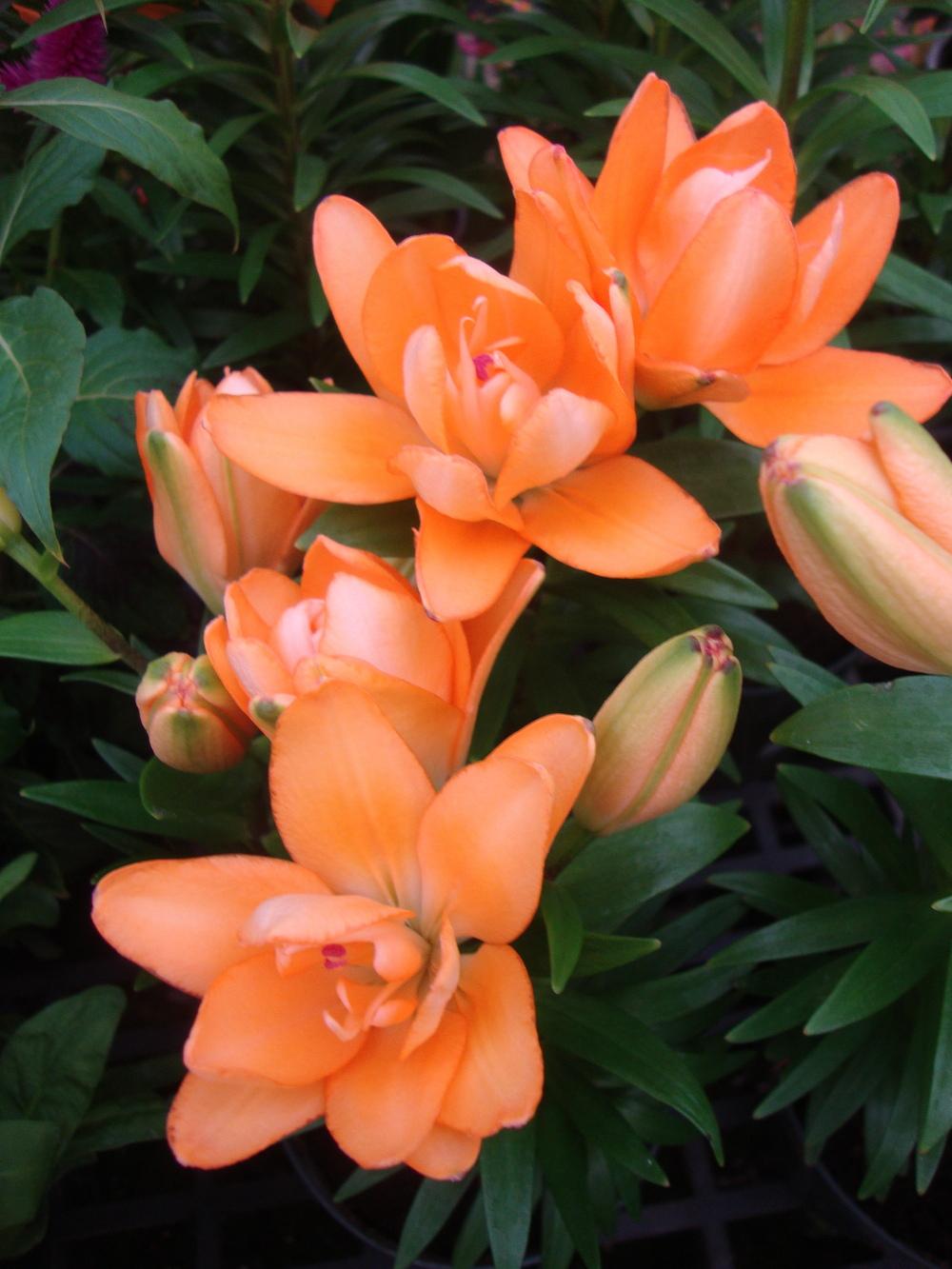 Photo of Dwarf Asiatic Lily (Lilium Lily Looks™ Tiny Double You) uploaded by Paul2032