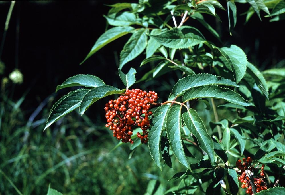 Photo of Red Elderberry (Sambucus racemosa subsp. racemosa) uploaded by admin