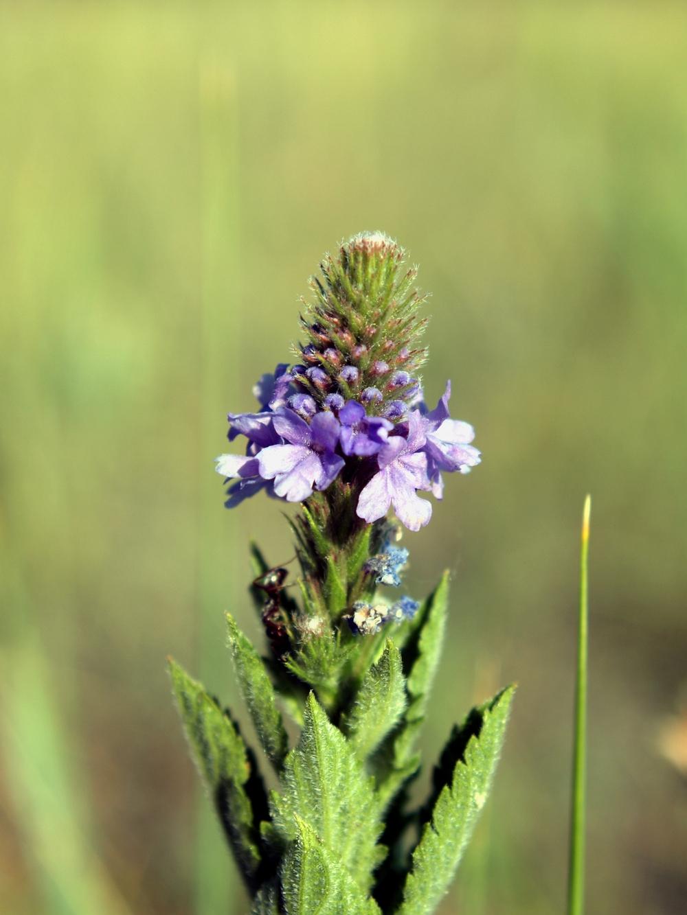 Photo of Hoary Vervain (Verbena stricta) uploaded by admin