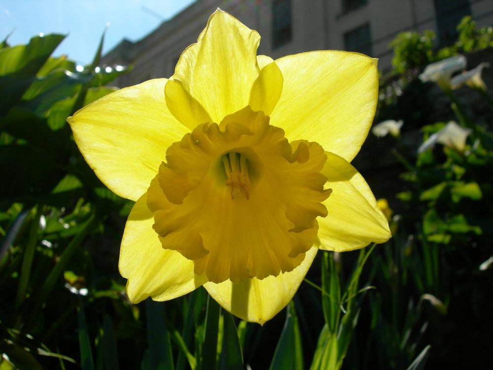 Photo of Large-cupped Daffodil (Narcissus 'Carlton') uploaded by admin