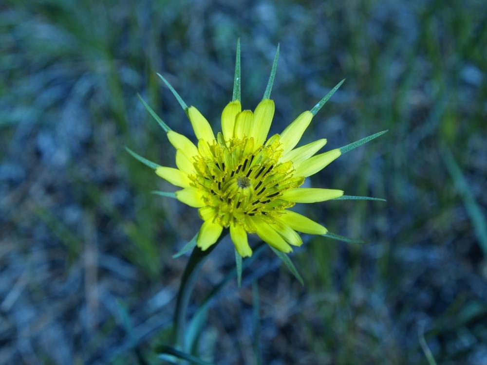 Photo of Yellow Salsify (Tragopogon dubius) uploaded by admin