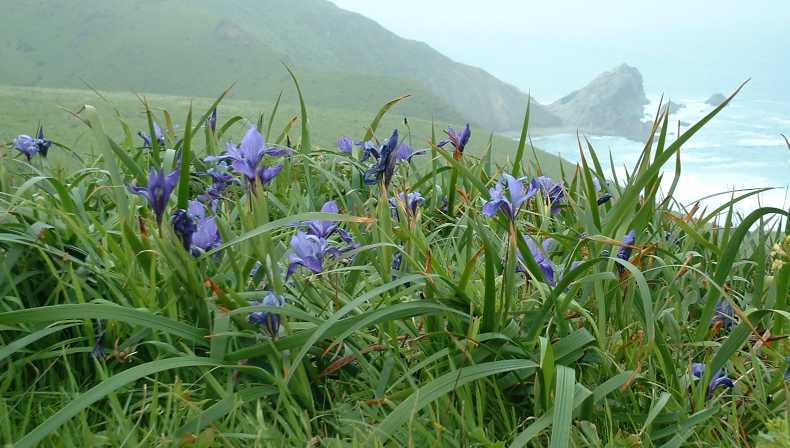 Photo of Species Iris (Iris douglasiana) uploaded by Calif_Sue