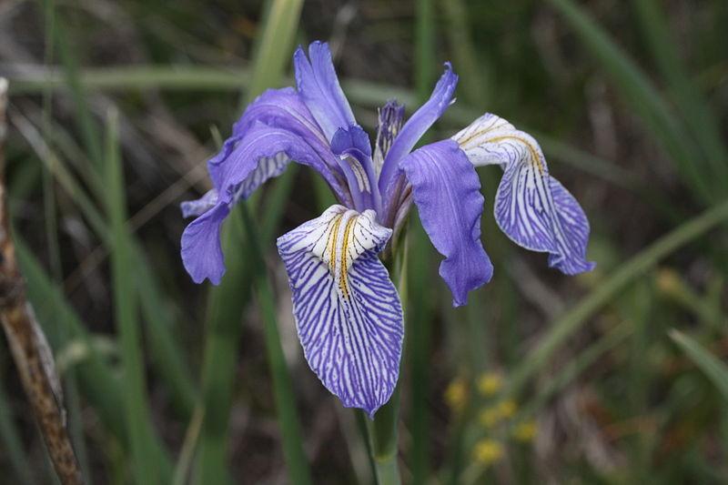 Photo of Species Iris (Iris missouriensis) uploaded by Calif_Sue