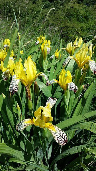 Photo of Species Iris (Iris variegata) uploaded by Calif_Sue