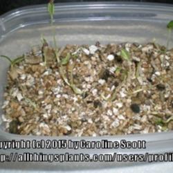 Location: Calgary
Date: 2015-01-12 
Seedlings on vermiculite.