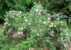 Thumb of 2015-01-12/Cottage_Rose/0148a5