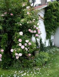 Thumb of 2015-01-12/Cottage_Rose/2a9c23