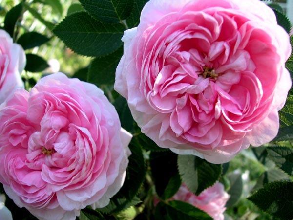 Photo of Rose (Rosa 'Queen of Denmark') uploaded by Cottage_Rose