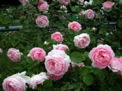 Thumb of 2015-01-12/Cottage_Rose/4b37a2