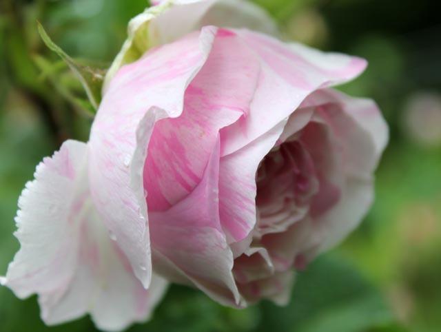 Photo of Rose (Rosa 'Centifolia Variegata') uploaded by Cottage_Rose