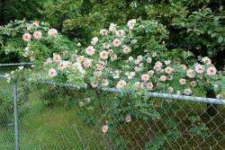 Thumb of 2015-01-12/Cottage_Rose/5ff8bc