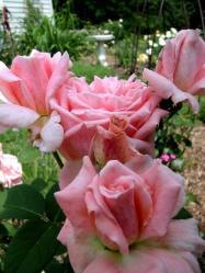 Thumb of 2015-01-12/Cottage_Rose/82f025