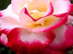 Thumb of 2015-01-12/Cottage_Rose/ac1407