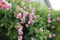 Thumb of 2015-01-12/Cottage_Rose/be2e53