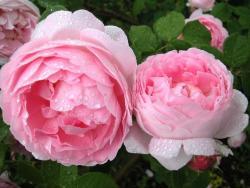 Thumb of 2015-01-12/Cottage_Rose/be7ba6