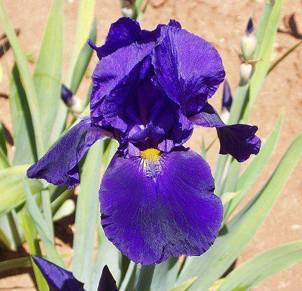 Photo of Tall Bearded Iris (Iris 'Allegiance') uploaded by Misawa77