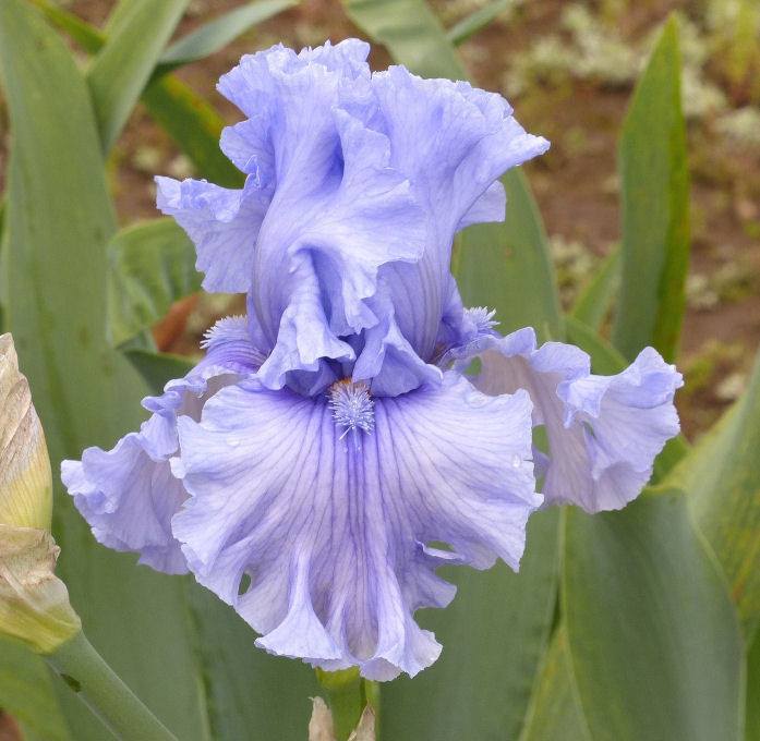 Photo of Tall Bearded Iris (Iris 'Sterling Trader') uploaded by Misawa77