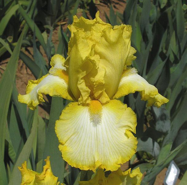 Photo of Tall Bearded Iris (Iris 'Notta Lemon') uploaded by Misawa77
