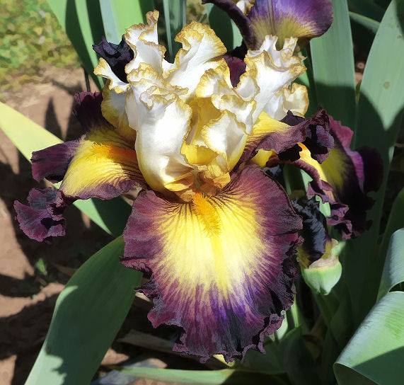 Photo of Tall Bearded Iris (Iris 'Superhero') uploaded by Misawa77