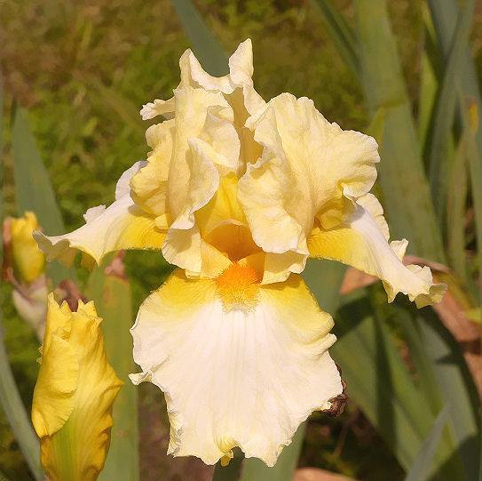 Photo of Tall Bearded Iris (Iris 'New Rules') uploaded by Misawa77
