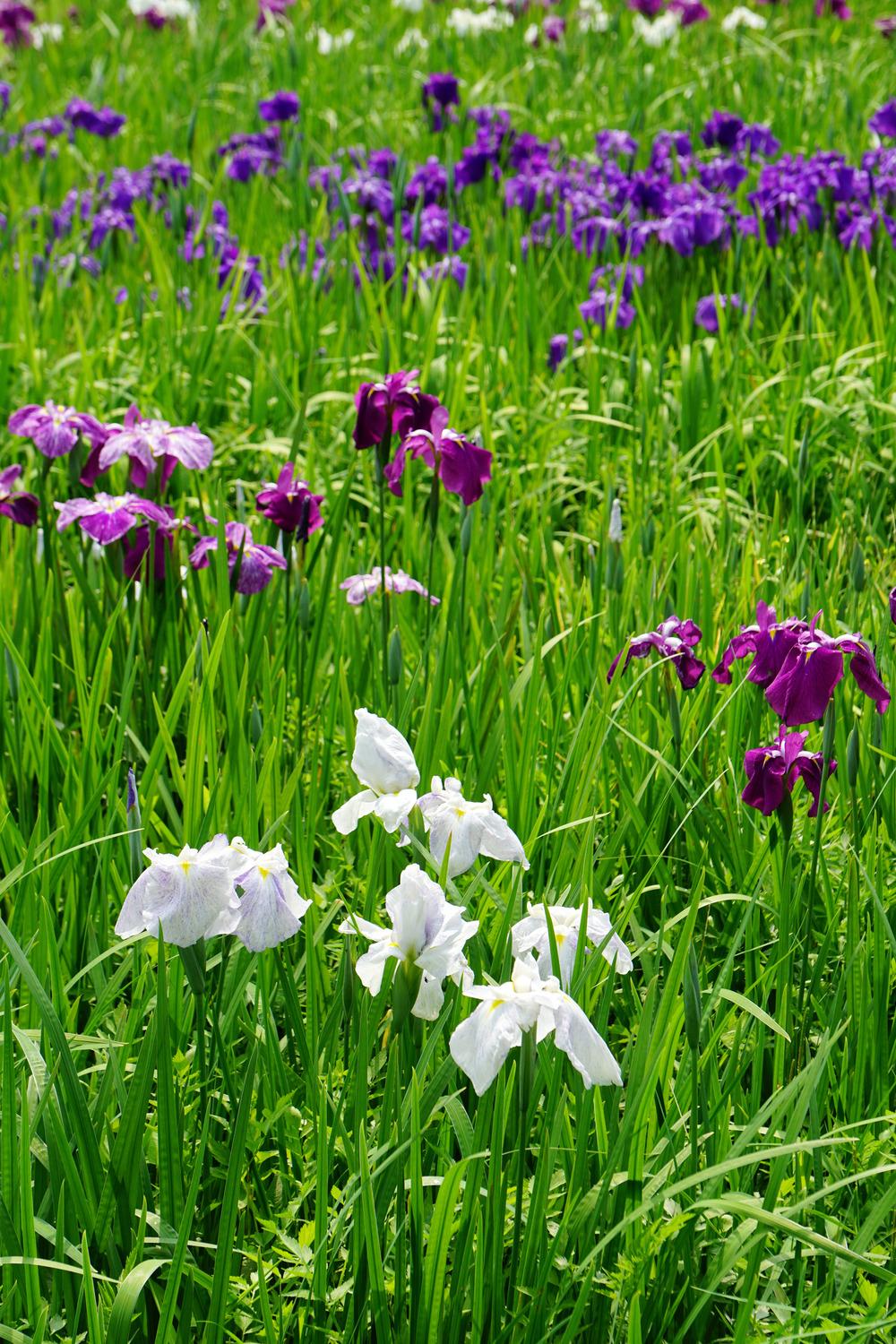 Photo of Japanese Iris (Iris ensata) uploaded by admin