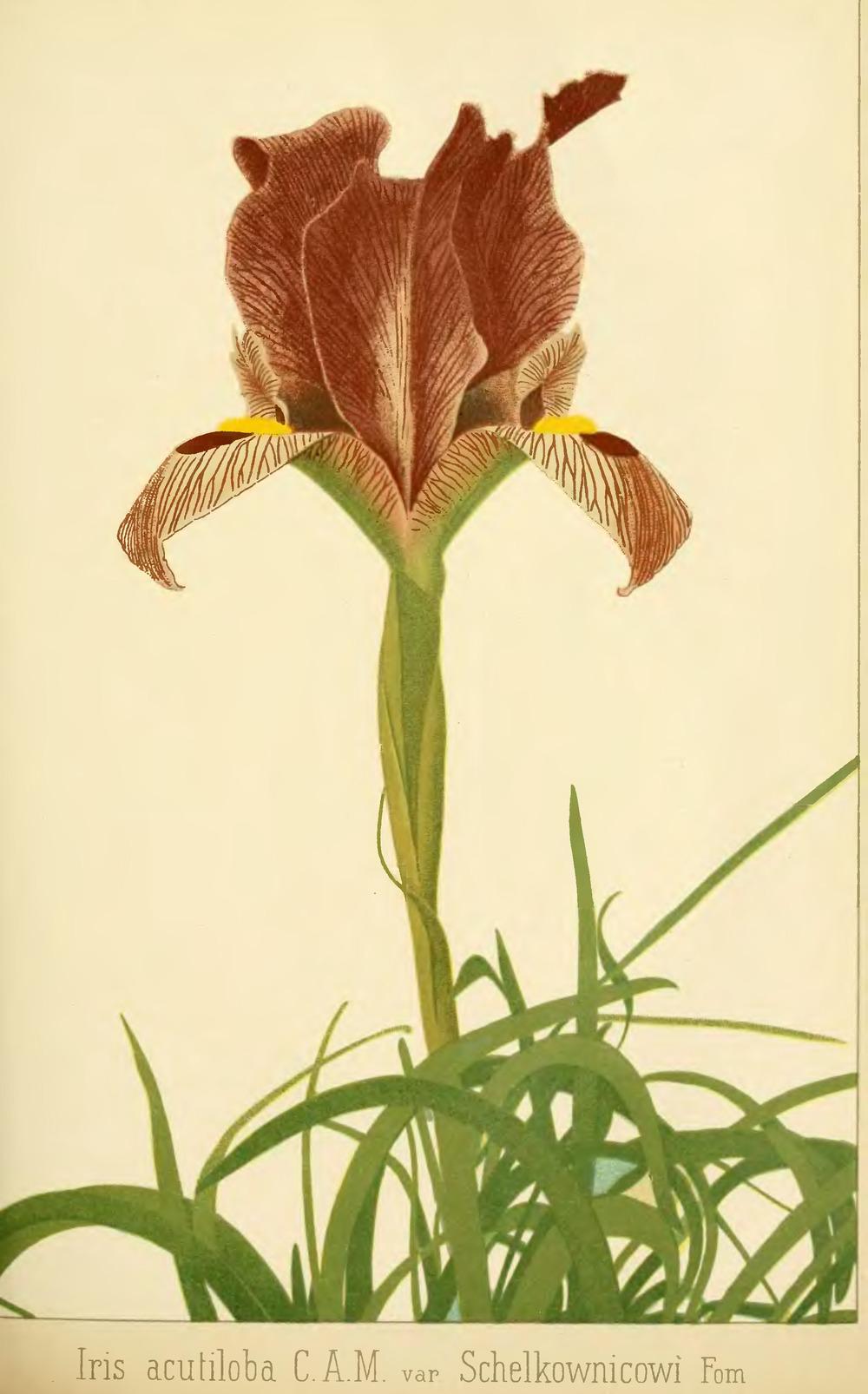 Photo of Species Iris (Iris acutiloba) uploaded by admin