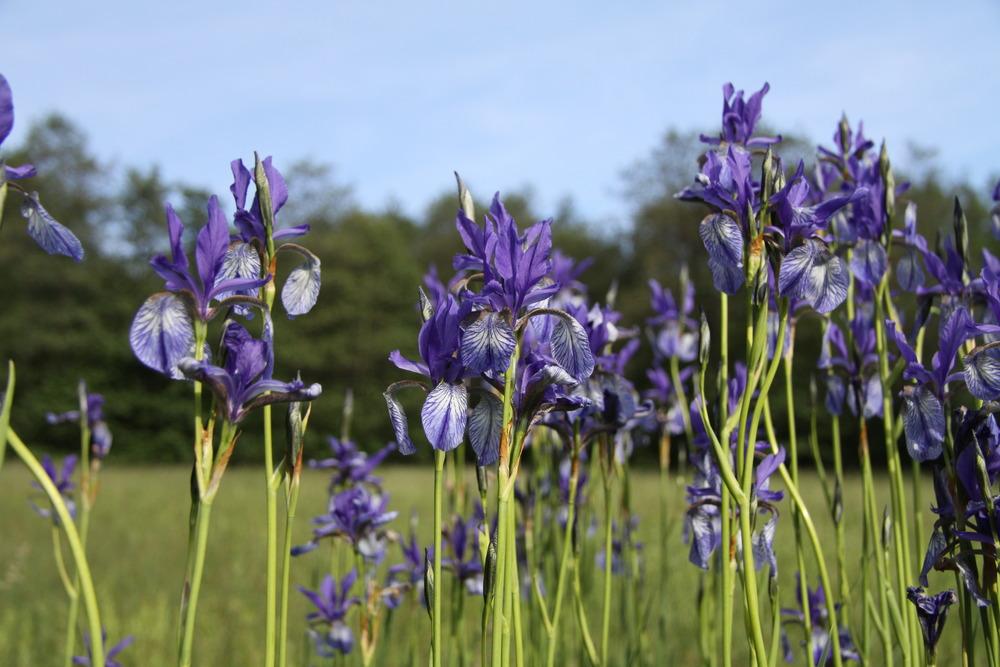 Photo of Species Iris (Iris sibirica) uploaded by admin