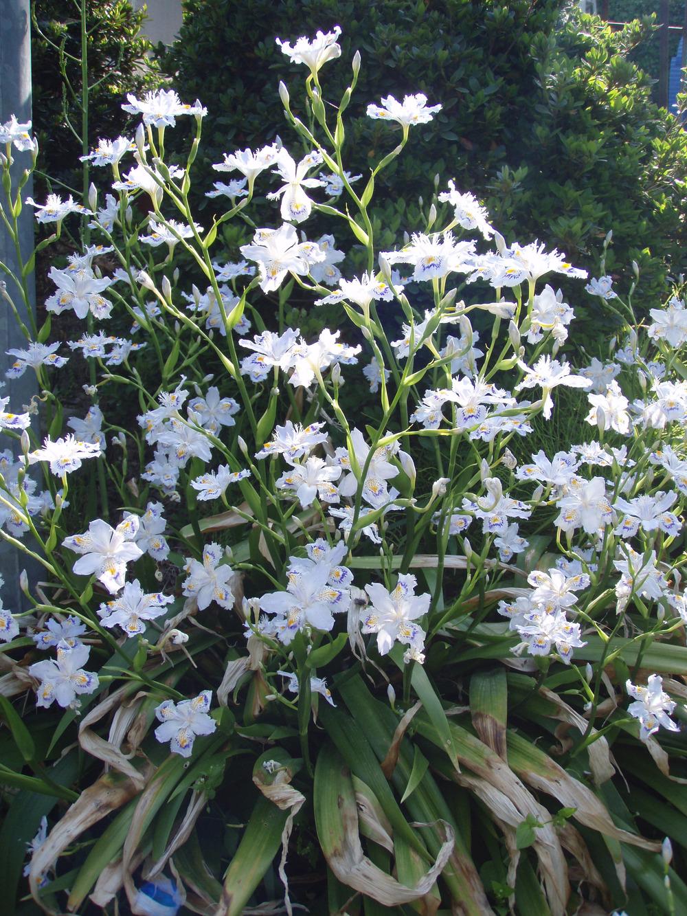 Photo of Species Iris (Iris japonica) uploaded by admin
