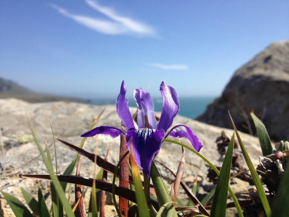 Photo of Species Iris (Iris douglasiana) uploaded by admin
