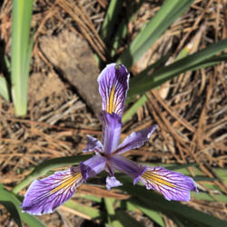 Location: Iris Missouriensis found in Yosemite National Park
Date: 2009-10-04
Photo courtesy of: Alan Vernon