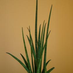 
Date: 2009-03-26
I bought this plant in 2009.  Tallest leaf about 18 inches high.