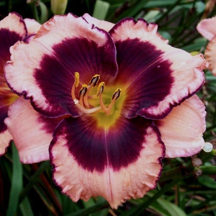Photo of Daylily (Hemerocallis 'Don't Leave Empty-handed') uploaded by Calif_Sue