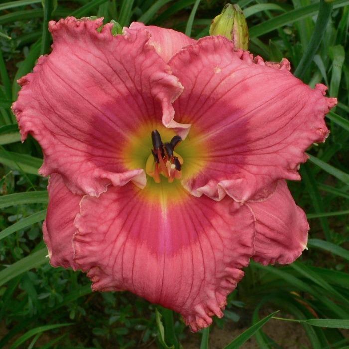 Photo of Daylily (Hemerocallis 'When You Get to Asheville') uploaded by Calif_Sue