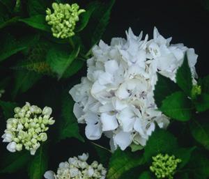 Photo of Bigleaf Hydrangea (Hydrangea macrophylla 'Soeur Therese') uploaded by Calif_Sue