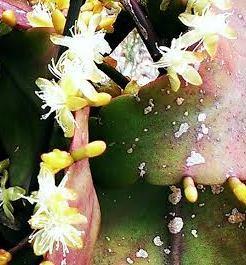 Photo of Mistletoe Cactus (Rhipsalis) uploaded by Dutchlady1