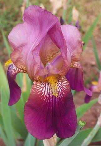 Photo of Tall Bearded Iris (Iris 'Dauntless') uploaded by Misawa77