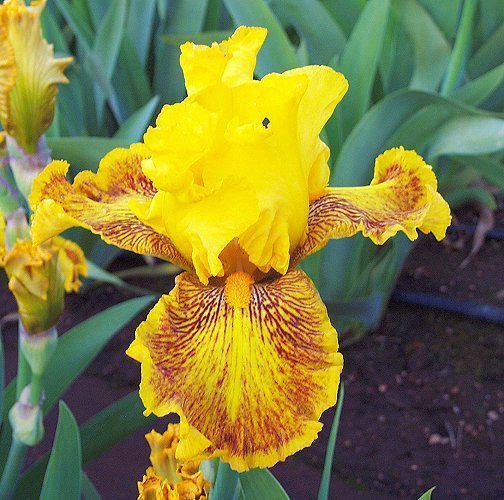 Photo of Tall Bearded Iris (Iris 'Dazzling Gold') uploaded by Misawa77