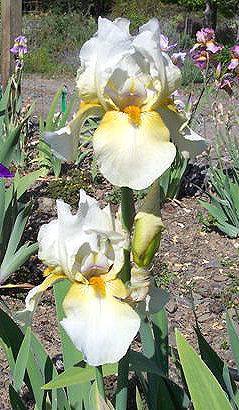 Photo of Tall Bearded Iris (Iris 'Devon Maid') uploaded by Misawa77