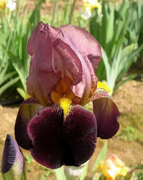 Photo of Tall Bearded Iris (Iris 'Grace Sturtevant') uploaded by Misawa77
