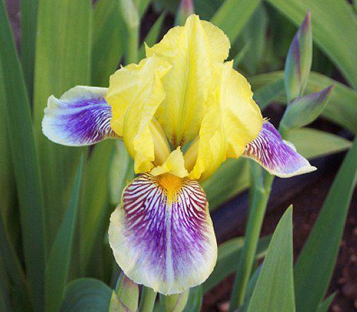 Photo of Standard Dwarf Bearded Iris (Iris 'Darius') uploaded by Misawa77
