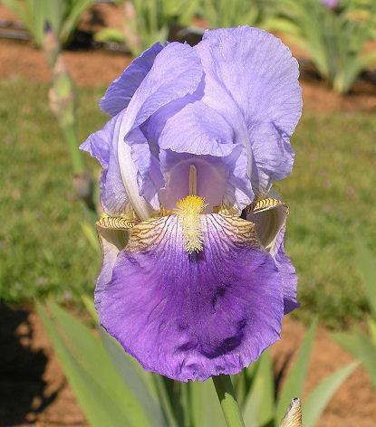 Photo of Tall Bearded Iris (Iris 'Ballerine') uploaded by Misawa77
