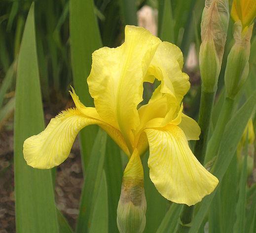 Photo of Tall Bearded Iris (Iris 'Chalice') uploaded by Misawa77