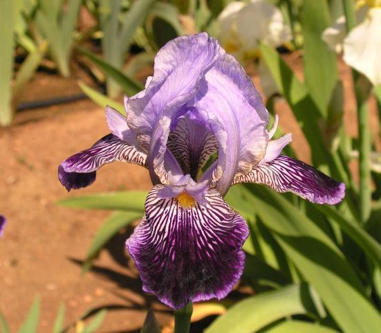 Photo of Intermediate Bearded Iris (Iris 'Cordelia') uploaded by Misawa77