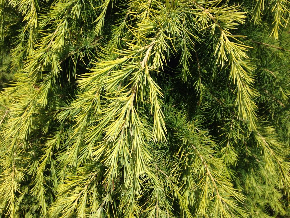 Photo of Deodar Cedar (Cedrus deodara 'Golden Horizon') uploaded by Sunlover