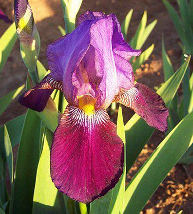 Photo of Tall Bearded Iris (Iris 'Morning Splendor') uploaded by Misawa77