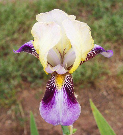 Photo of Tall Bearded Iris (Iris 'Roméo') uploaded by Misawa77