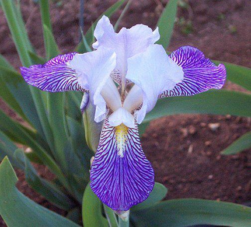 Photo of Tall Bearded Iris (Iris 'Neglecta') uploaded by Misawa77