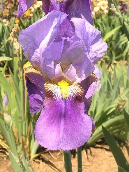 Photo of Tall Bearded Iris (Iris 'Merlin') uploaded by Misawa77