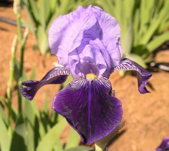 Photo of Tall Bearded Iris (Iris 'Perfection') uploaded by Misawa77